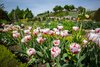 Tulpen im Barockgarten von Schloss Wildegg