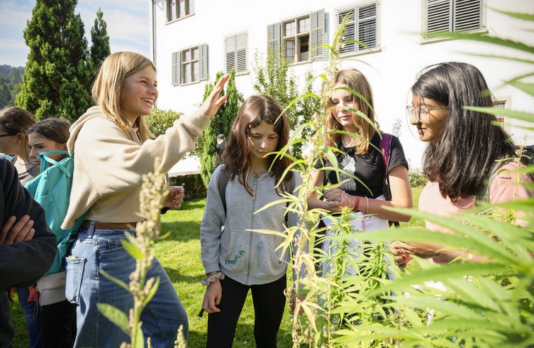 Schülerinnen riechen an einer grossen Pflanze im Medizinalgarten der Klosterhalbinsel Wettingen.