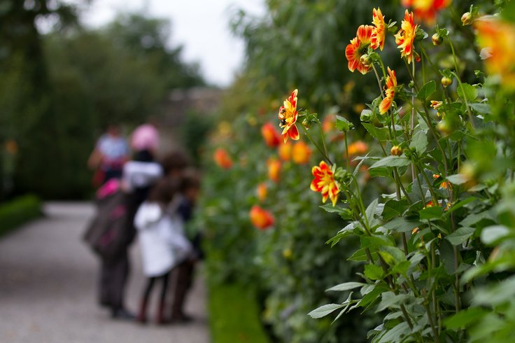 Nahaufnahme von Blumen und verschwommen im Hintergrund Besucher*innen