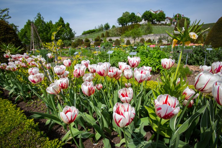 Weissrote Tulpen im Schlossgarten Wildegg