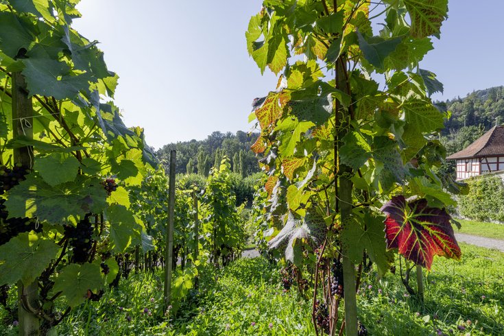 Weinreben im Konventgarten auf der Klosterhalbinsel Wettingen.