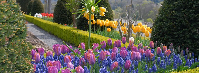 Wunderschöne Blumenaufnahme im Rosengarten Wildegg