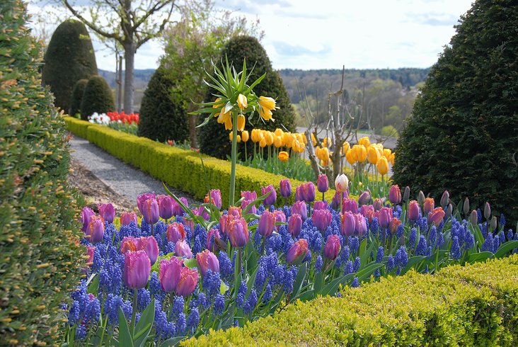 Wunderschöne Blumenaufnahme im Rosengarten Wildegg