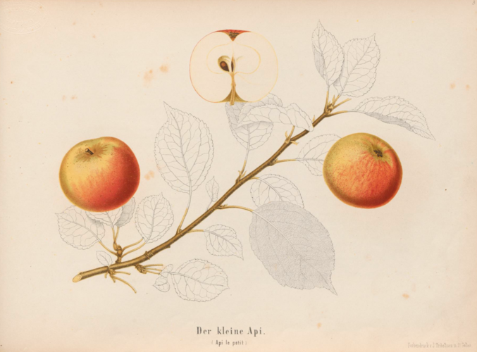 Lithografie des kleinen Apis von Salomon Bühlmeier in «Schweizerische Obstsorten»