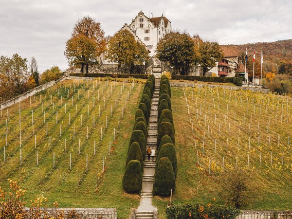 Foto der Domäne von Schloss Wildegg im Herbst. Das Schloss Wildegg steht auf einem Hügel. Bäume und Weinbergen sind zu sehen. 