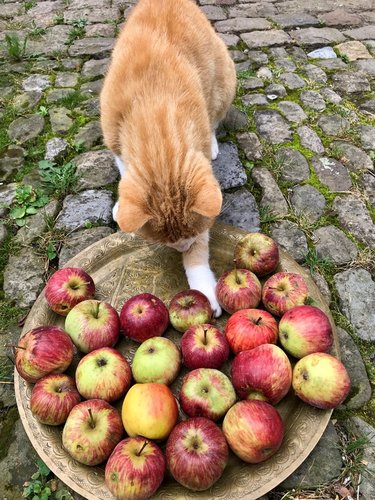 Katze, die mit einem Korb voller Äpfel spielt