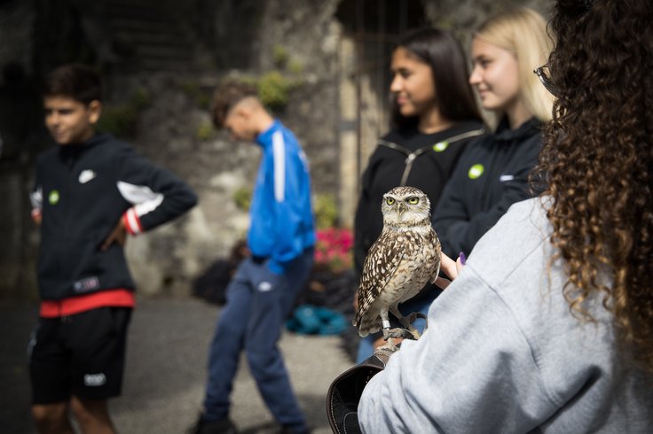 Ein Kaninchenkauz auf der Hand einer Schülerin auf Schloss Wildegg; dahinter unscharf weitere Schülerinnen und Schüler.