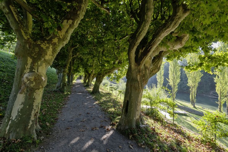 Blick in die idyllische Platanenallee an der Limmat auf der Klosterhalbinsel Wettingen.