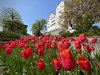Tulpen im Garten von Schloss Wildegg