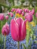 Tulpen im Garten von Schloss Wildegg