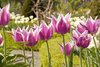 Tulpen im Barockgarten von Schloss Wildegg