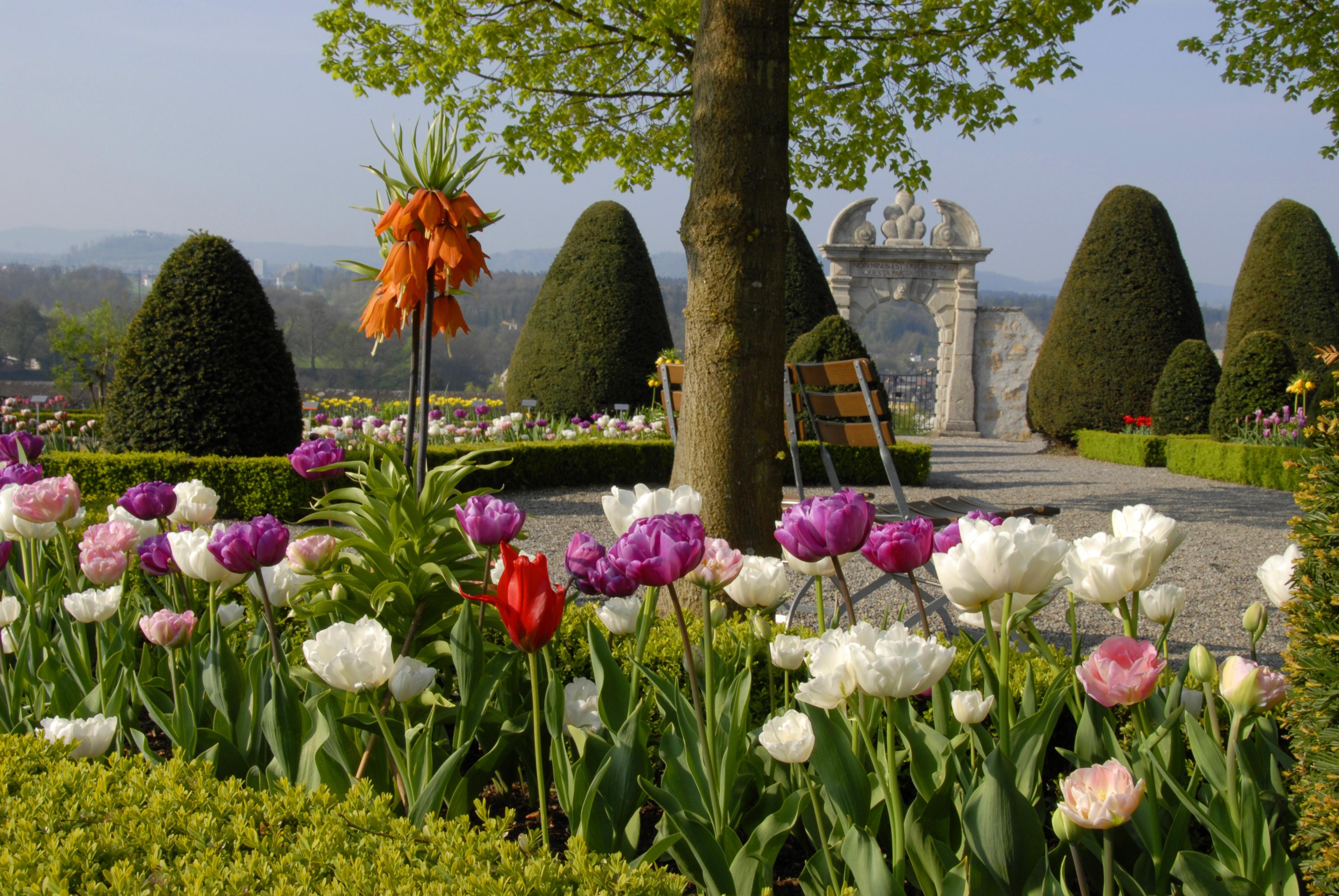 Aufgeblühte, bunte Blumen (mehrheitlich Tulpen) im Schlossgarten Wildegg