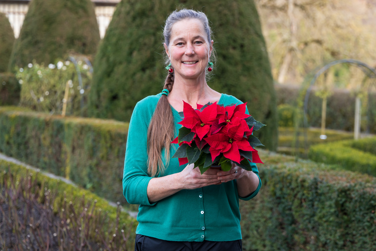 Gärtnerin Tanya van der Laan mit Weihnachtsstern