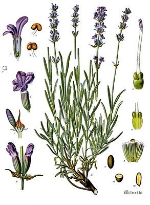 Zeichnung von Lavendel-Pflanze